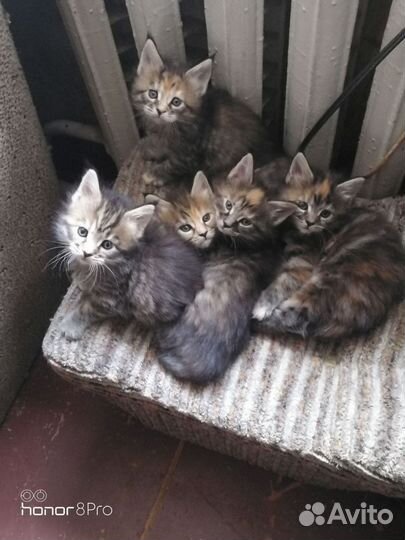 Котики Мейн-Кун