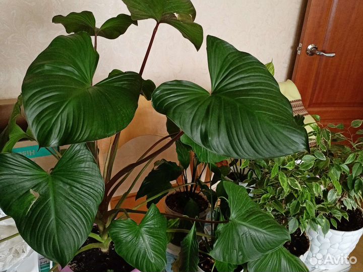 Хамаломена королева сердец