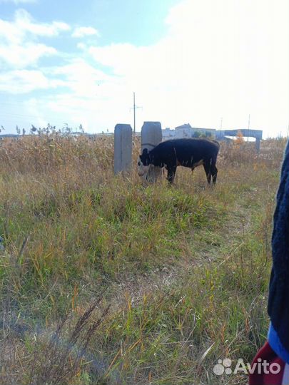 Телята бычки