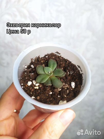 Суккуленты
