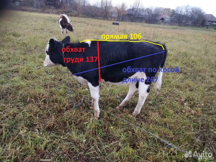 Телка, бычок (8месяцев)