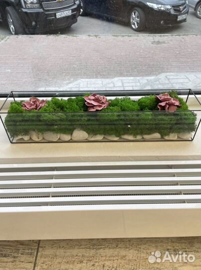 Моссариум в наличии