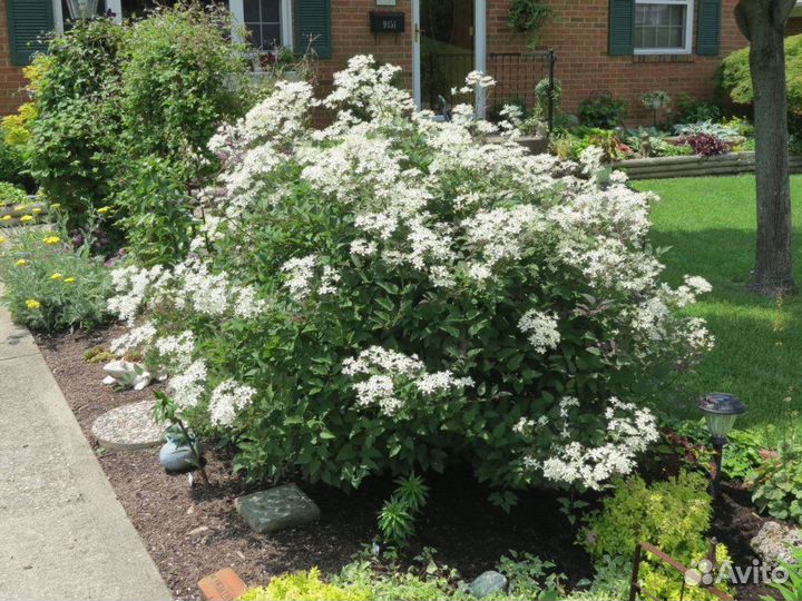 Клематис манчжурский