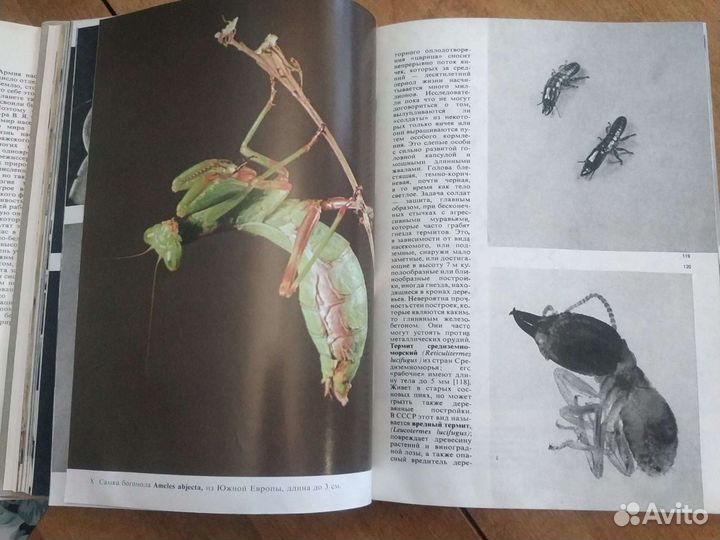 Иллюстрированная энциклопедия насекомых