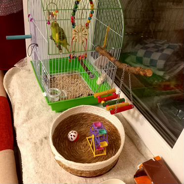 Волнистый попугай ручной и говорящий