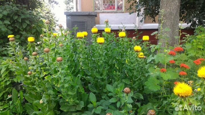 Василек крупноголовый желтый, многолетки