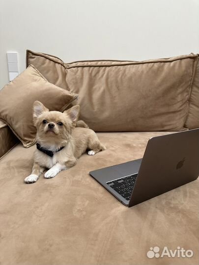 Кобель на вязку чихуахуа длинношерстный