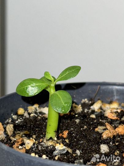 Пустынная роза