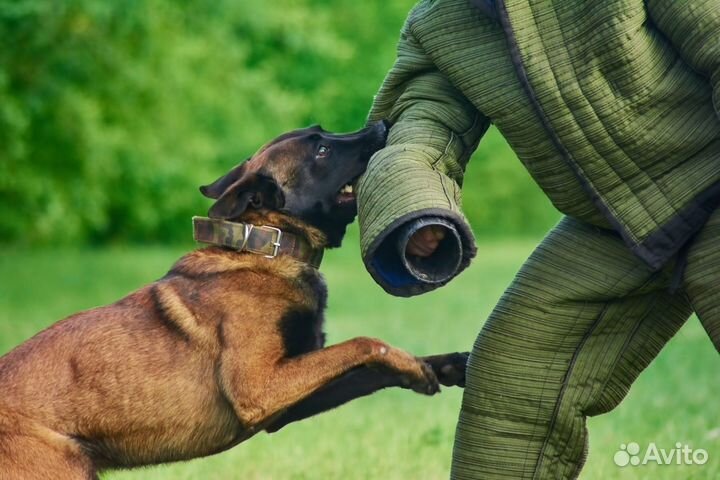 Дрессировка и воспитание собак, кинолог