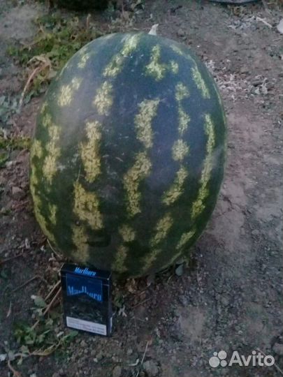 Семена арбуза 