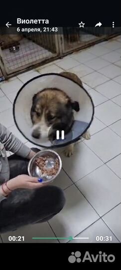 Крупная собака в добрые руки