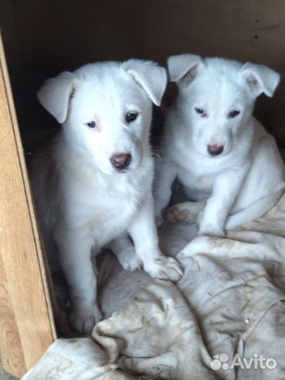 Щенок в добрые руки бесплатно