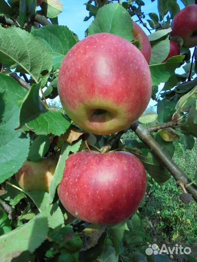 Cаженцы плодовых растений, местного производства