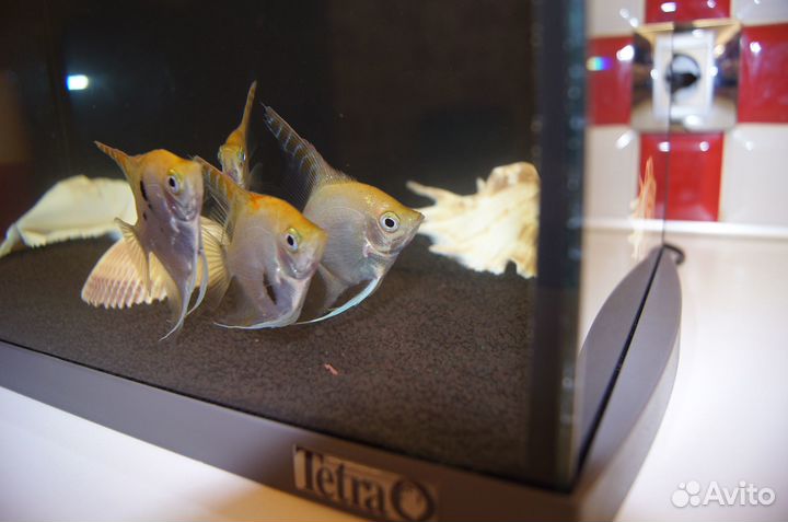 Аквариум Tetra 30 Тетра
