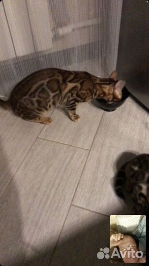 Бенгальские кошечка