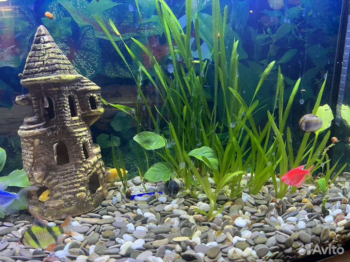 Аквариум