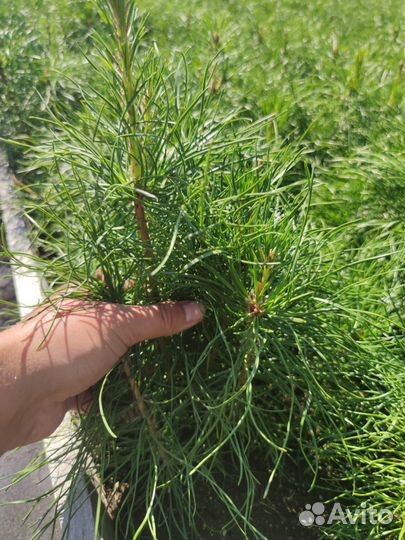 Сеянцы сосны зкс оптом
