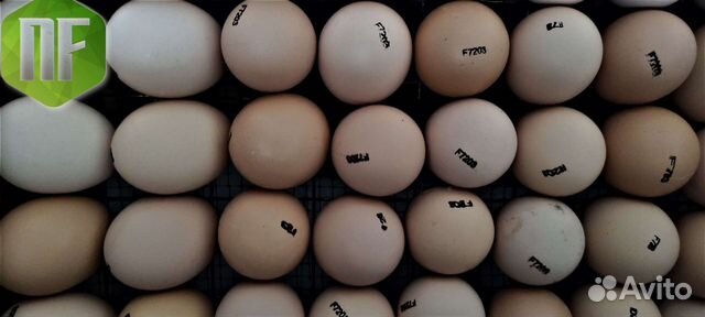 Инкубационное яйцо Бройлер Индейка Утка Несушка объявление продам