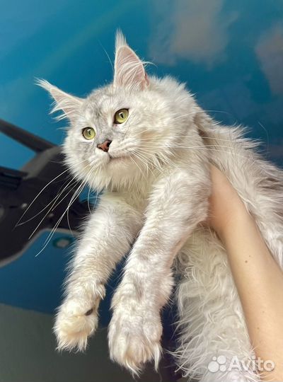 Котята мейн-кун серебро