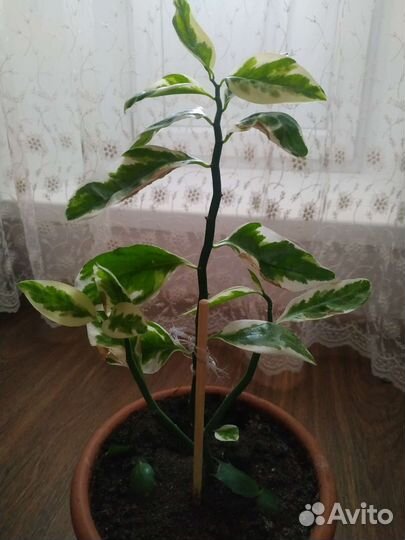 Педилантус