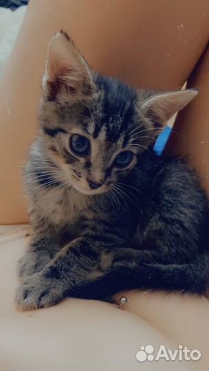 Котенок