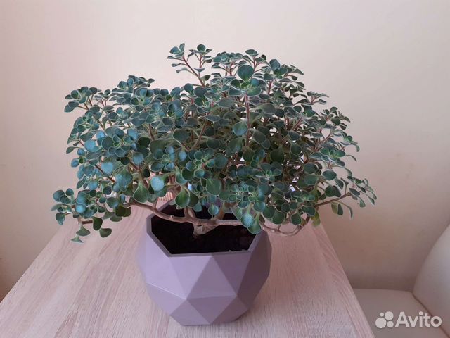 Аихризон дерево любви