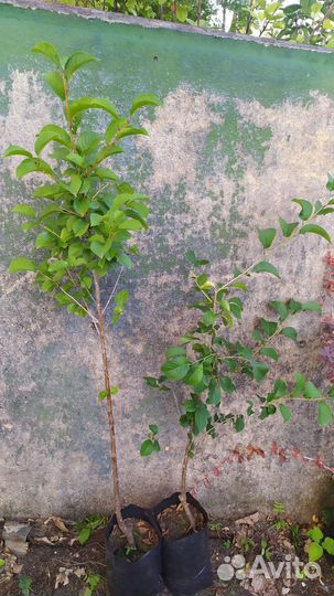 Вишня колоновидная для Лен.области