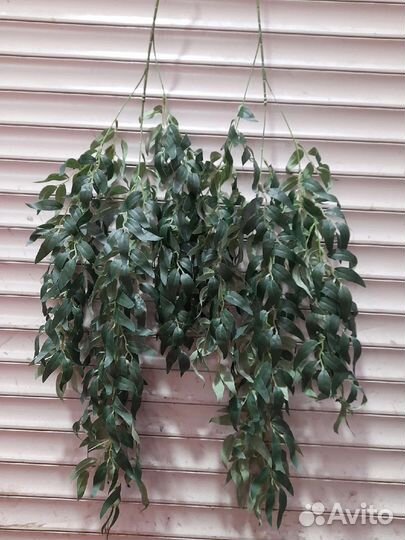 Рускус,лиана,декор на свадьбу )цветы в профиле