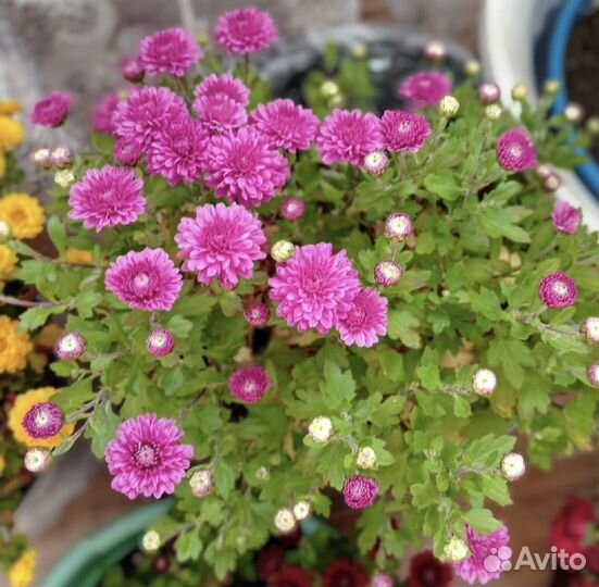 Хризантема