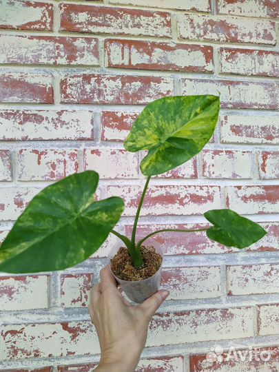 Alocasia Оdora 'Aurea-Variegata