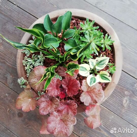 Подарочная многолетняя композиция для сада