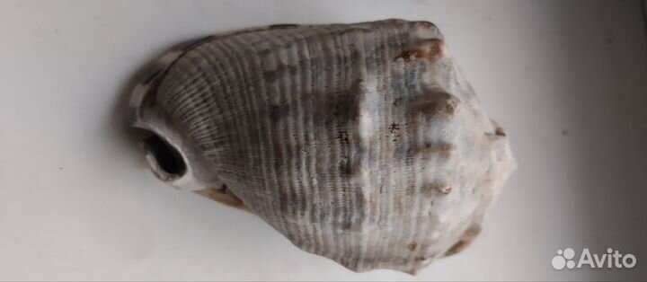 Старинные вещи, барометр, часы, ракушка