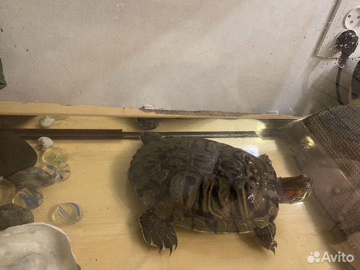Красноухая черепашка Людка