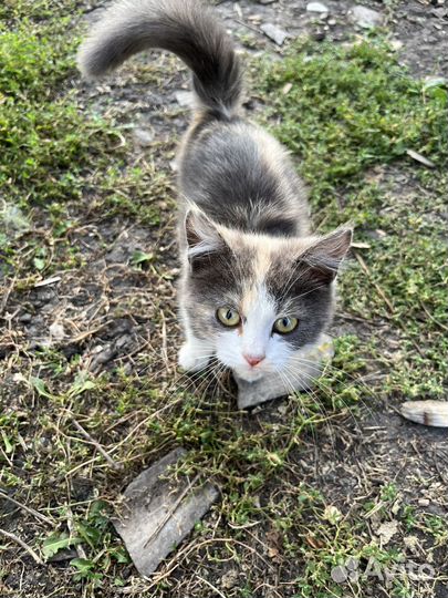 Котенок девочка в добрые руки