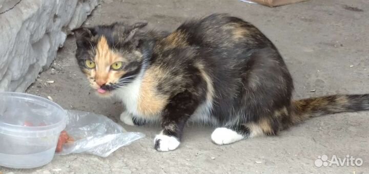 Найдена трехцветная кошка вислоухая