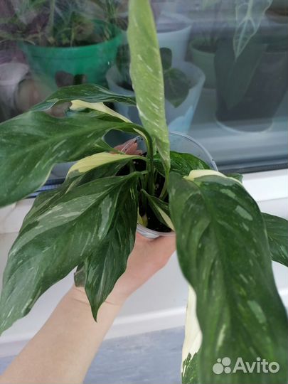 Спатифиллум домино