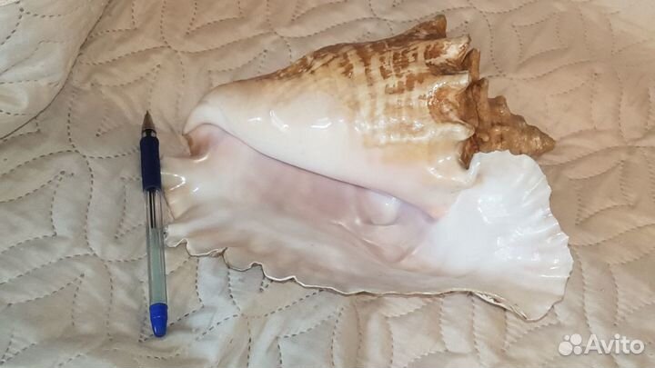 Гигантская раковина Карибы