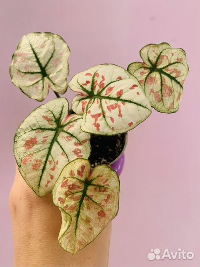 Каладиум, фикусы, домашние растения