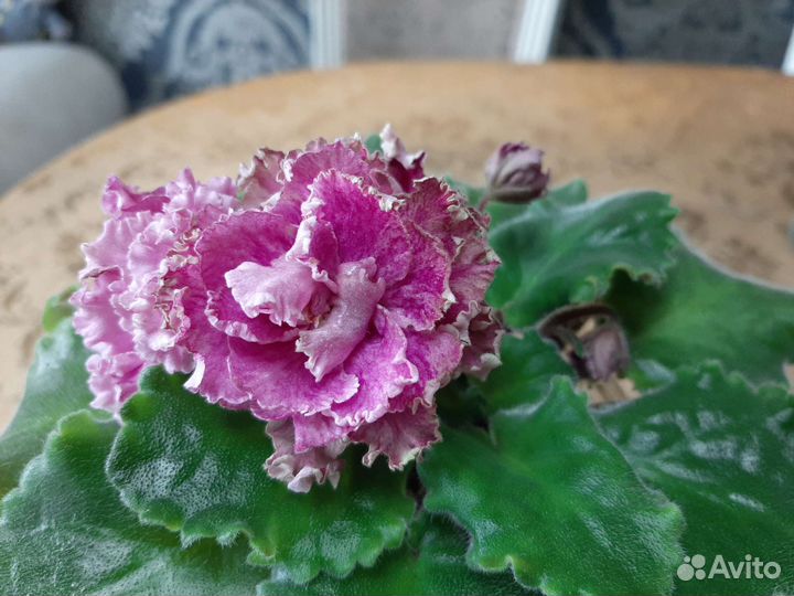 Цветущие сортовые фиалки,пасынки,детки