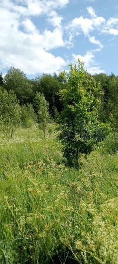 Участок 14,6 сот. (СНТ, ДНП)