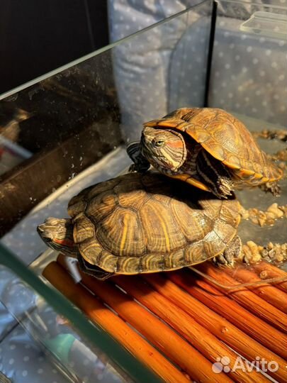 Красноухая черепаха