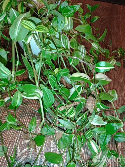 Традесканция yellow hill