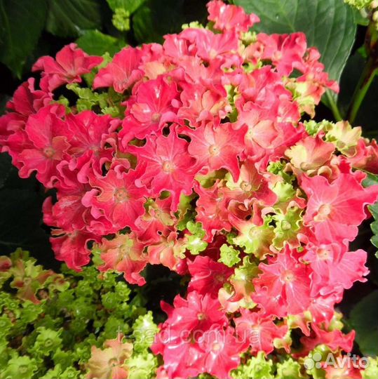 Саженцы гортензии