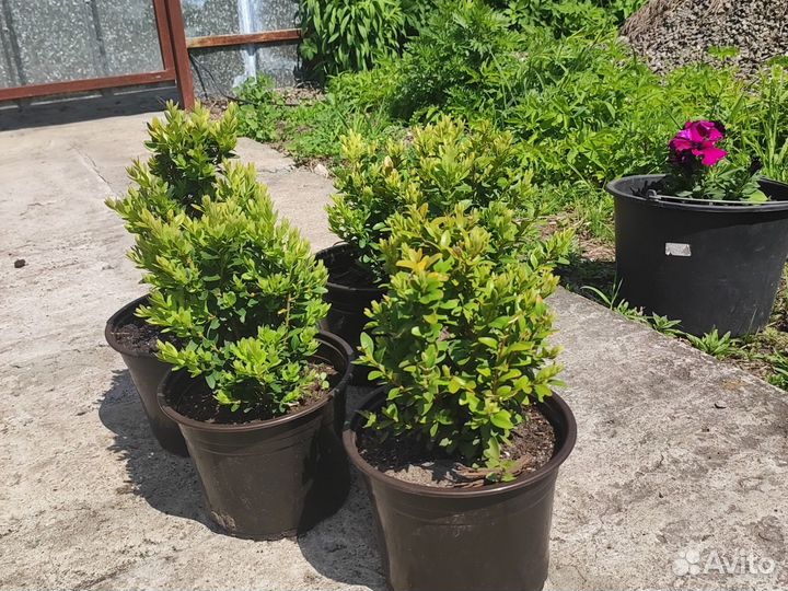 Саженцы самшита