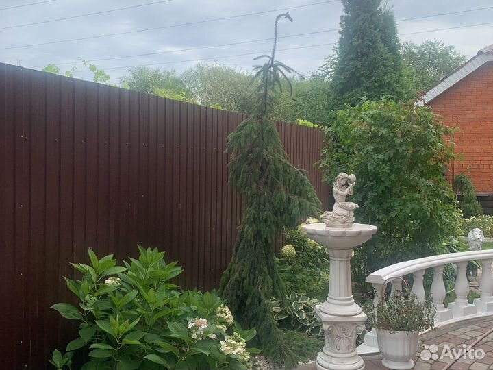 Ель Сербская Пендула