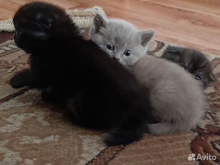 Шотладские котята
