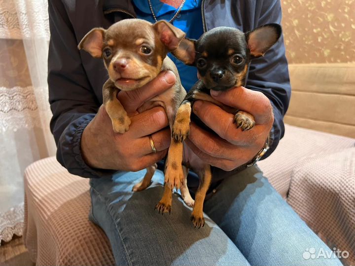 Щенки той-терьера