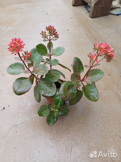 Домашние цветы