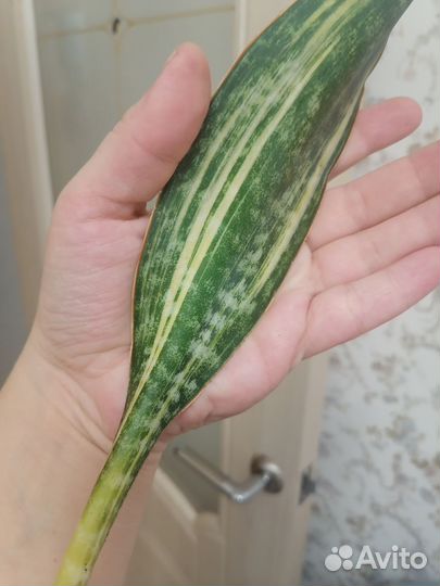 Сансевиерия Macrofilla Variegated редкая