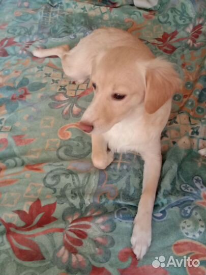 Продам щенков длинношерстных той-терьр